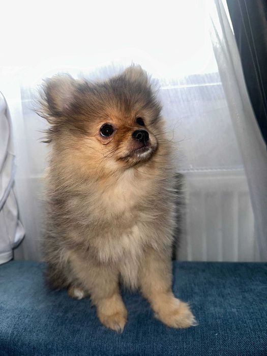 Щенок шпица 3 месяца