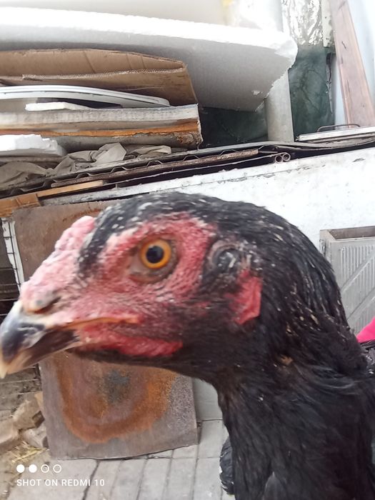 Dakan tovu yirik juda  1 tullak