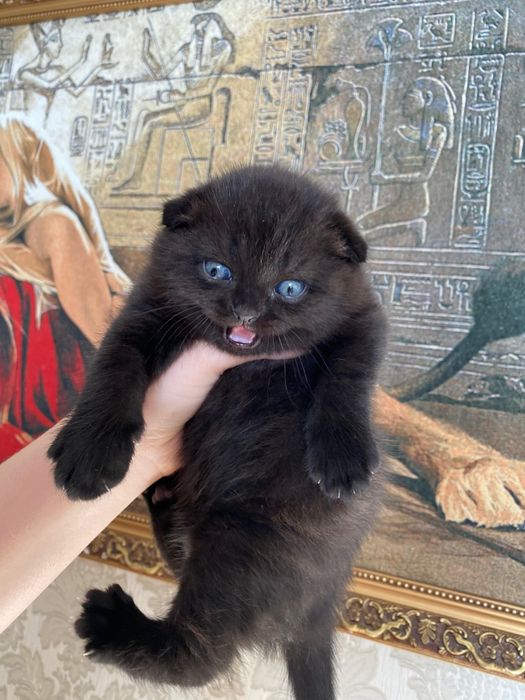 Остался шикарный мальчик шоколадный