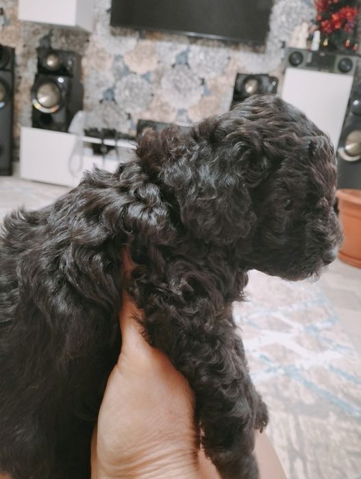 Собака милый друг