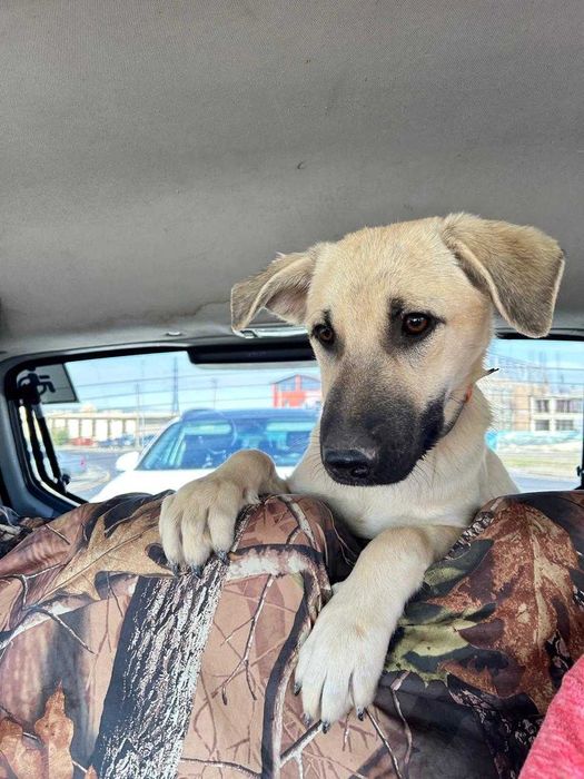 Собачки в поиске дома