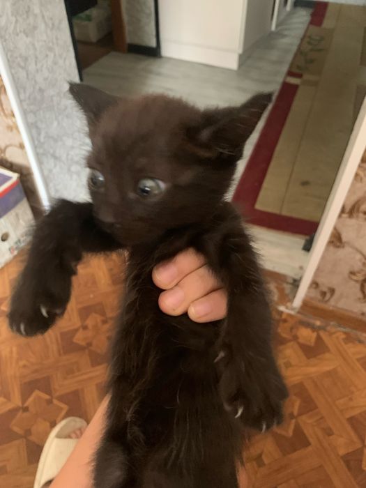 Отдам котят в добрые руки