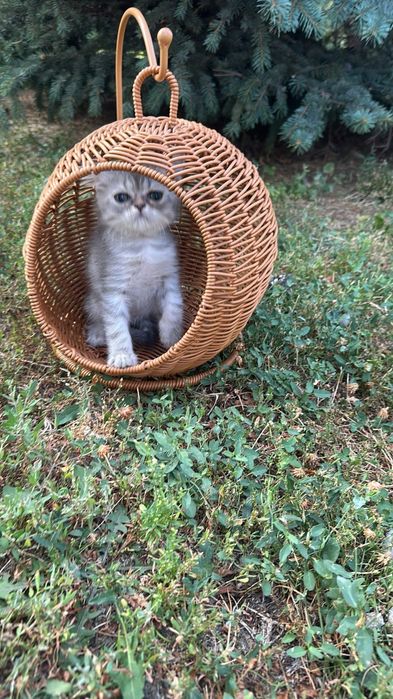 British shorthair