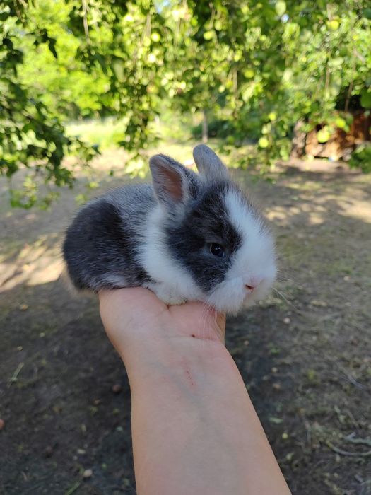 Iepurași pitici pufoși sau cu păr scurt