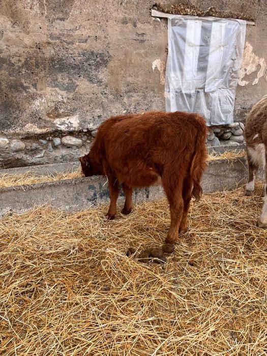 Продам телок прошлогодних