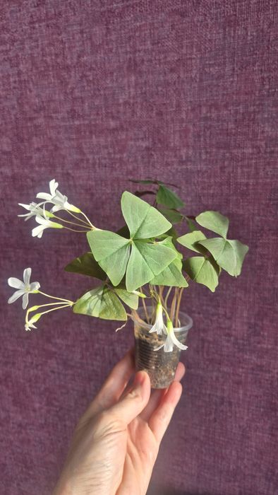 Кислица/оксалис зелёная 3 вида