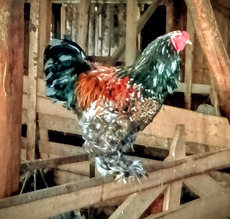 Oua brahma culori amestecate