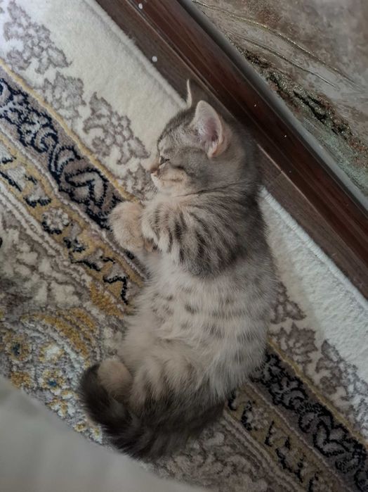 Продаётся скотиш страйт  3.5 месяца