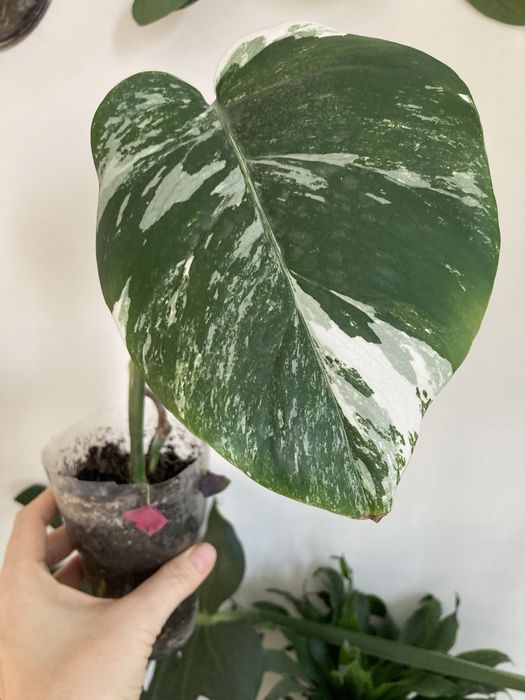 Монстера на подарок!!