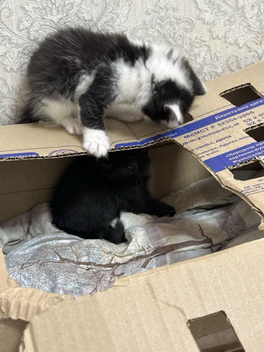Котята, 4 девочки