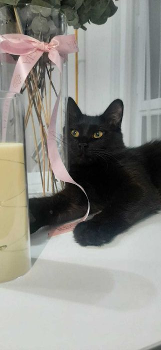 Славный котик ищет дом!