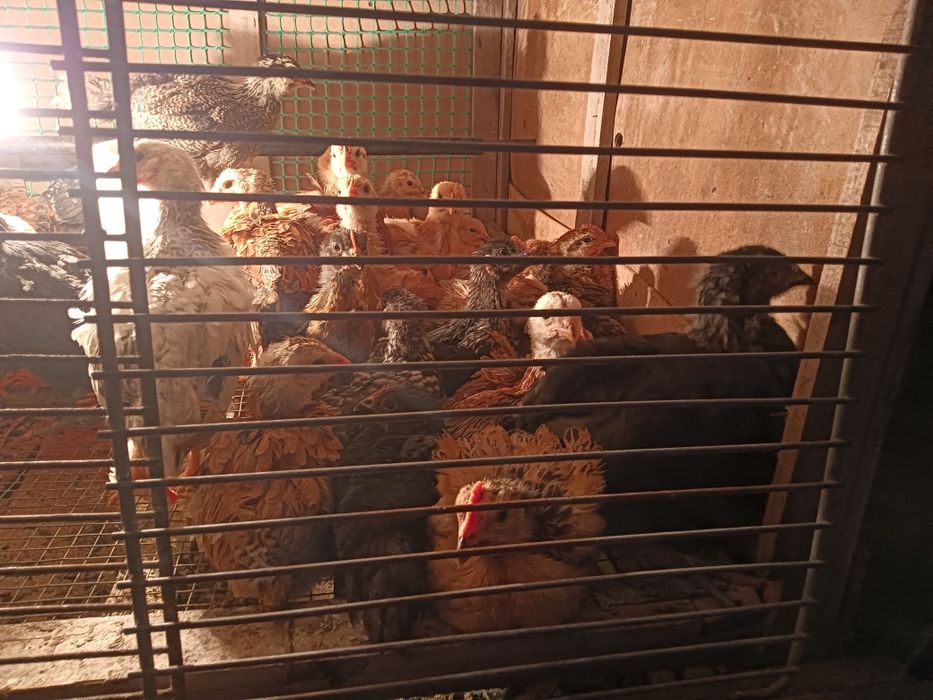 Продам цыплят. Звоните
