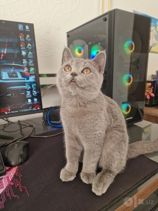 Картезианская кошка.