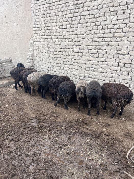 Қолда бағылған қойлар