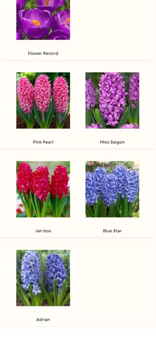 Тюльпаны оптом и в розницу!