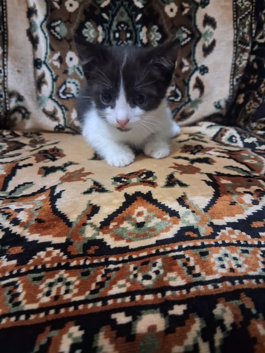 Отдам котёнка в добрые руки
