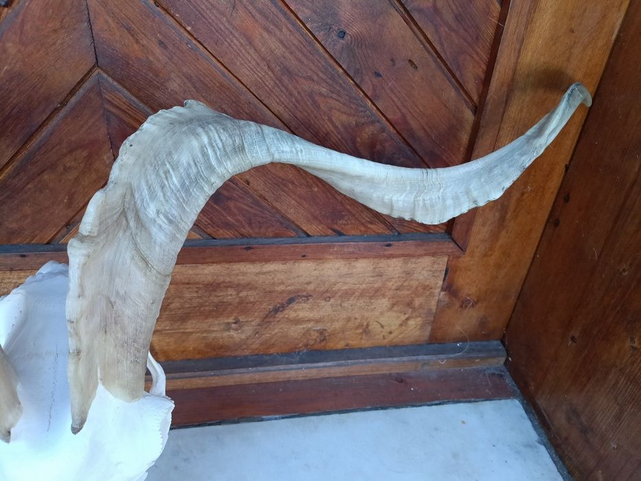 Череп с рога от пръч.Козел