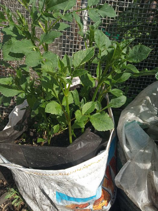 георгина клубни для посадки