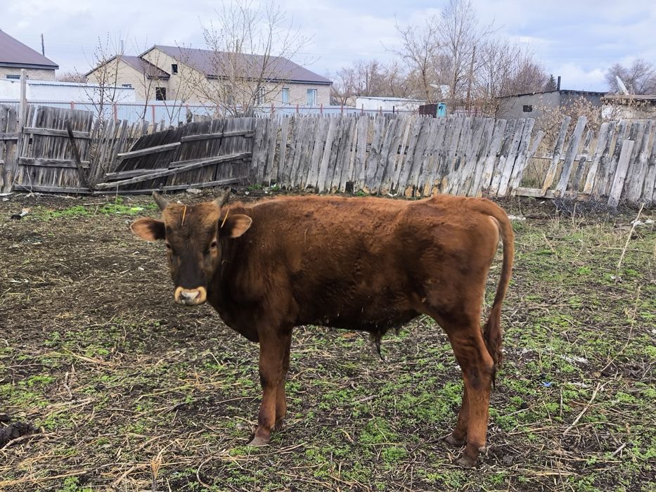 Продаётся бык. Годовалый