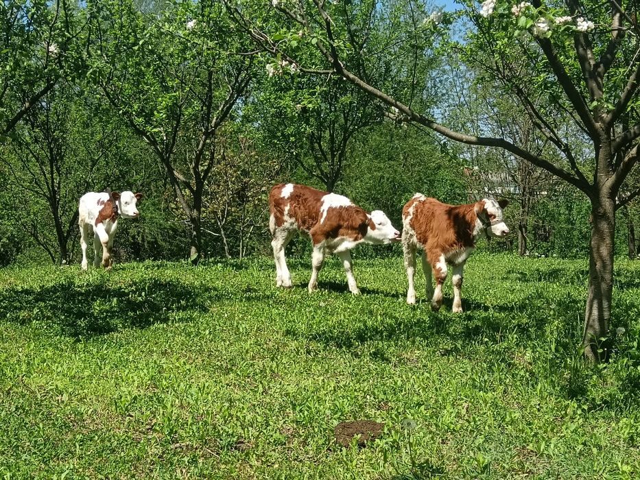3 Taurasi !!!!i 4  vițele bălțate de pus la vaca