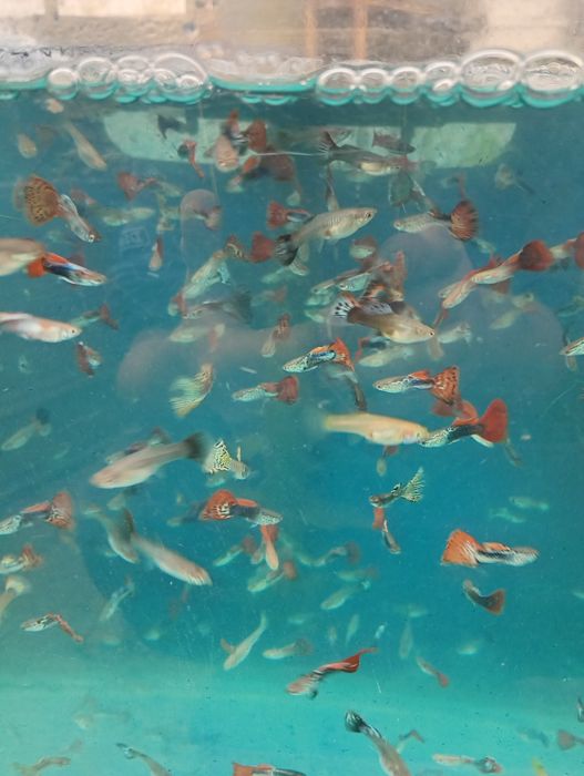 Guppy. Vivipari. Pești de acvariu. Reproducători.
