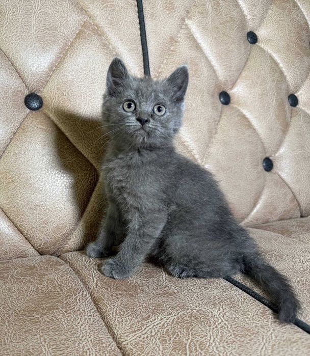 котенок скотиш страйт мальчик