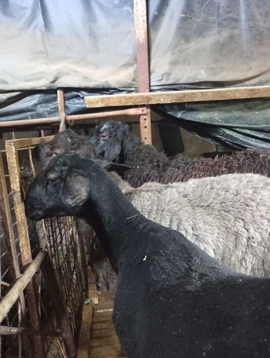 Qòchqorla sotladi yetlgan qurbonlika  zòr varyant