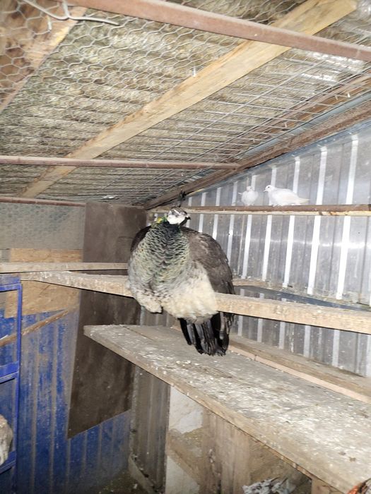 Vînd păuni de casă