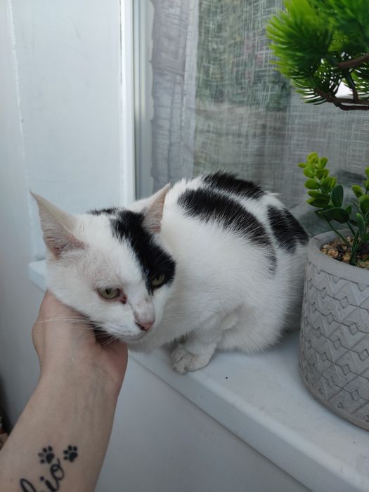 Подарява се котенце