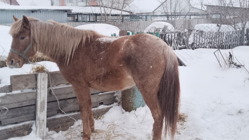 Продам байтал или обмен