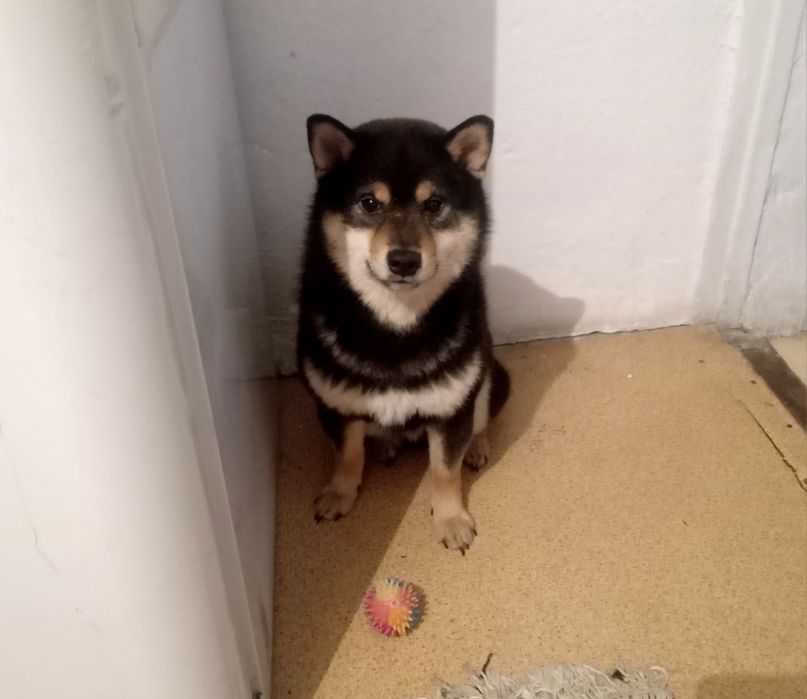 Кобель Сиба Ину на вязку