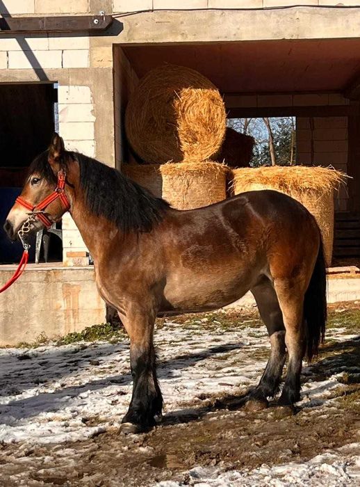 Manza murga, 1 an si 7 luni