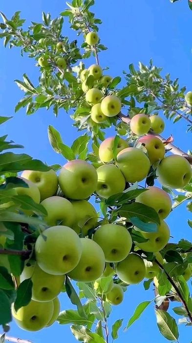 Продам плодовые деревья яблони, груши, черешня, абрикос