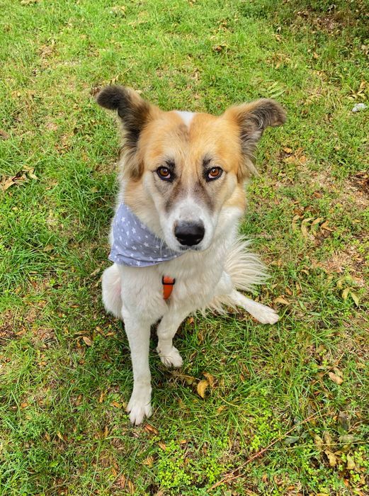 Рошаво женско куче търси дом