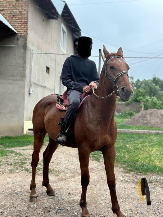 Донен сатылад    .