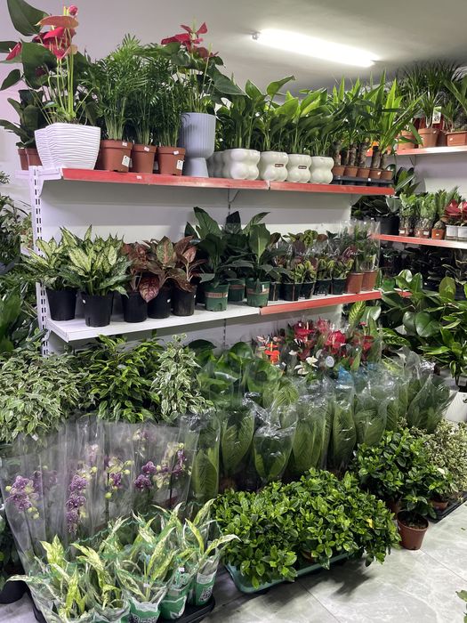 Комнатные растения дешевые