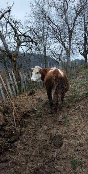 De vânzare vacă cu tăuraș de două săptămâni