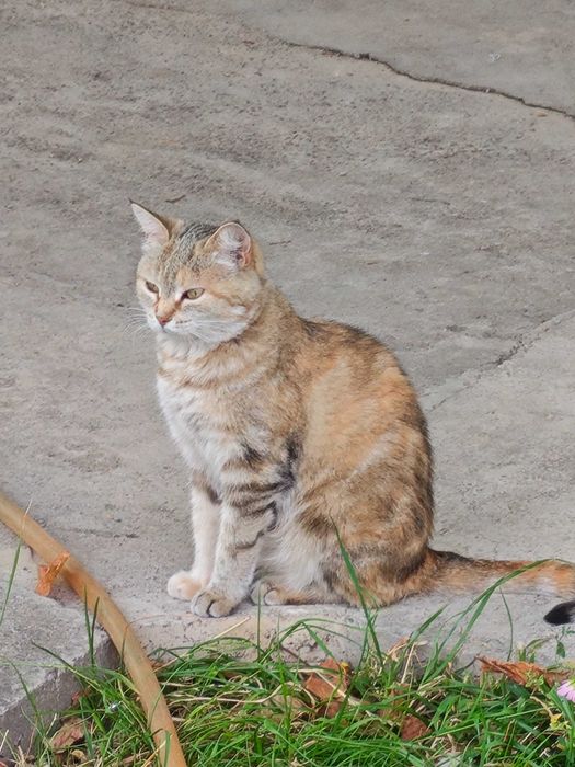 Отдам кошку и 3 котят в добрые руки
