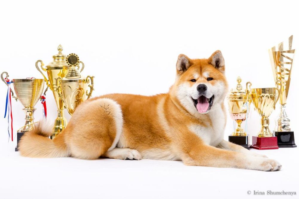 Японская акита ину