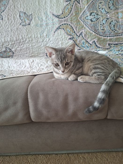 Отдам котенка девочку в добрые руки