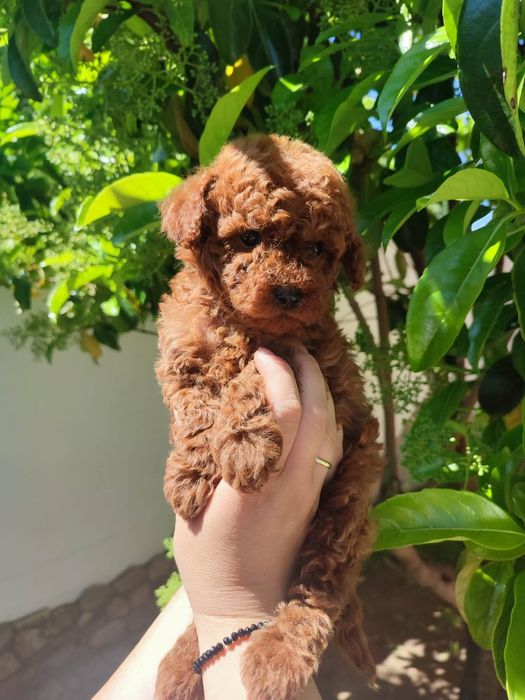 Пудел Той/Poodle Toy