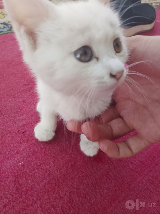 Котёнок маленькая девочка