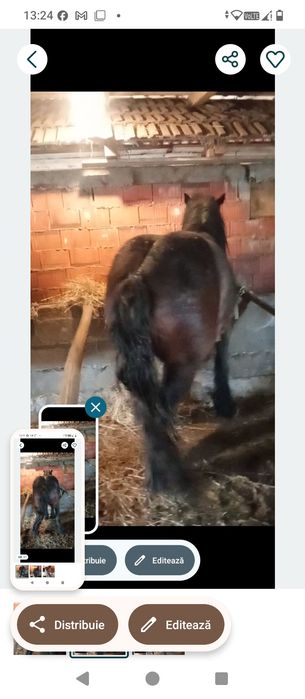 Vindem o mânză de un an jumate