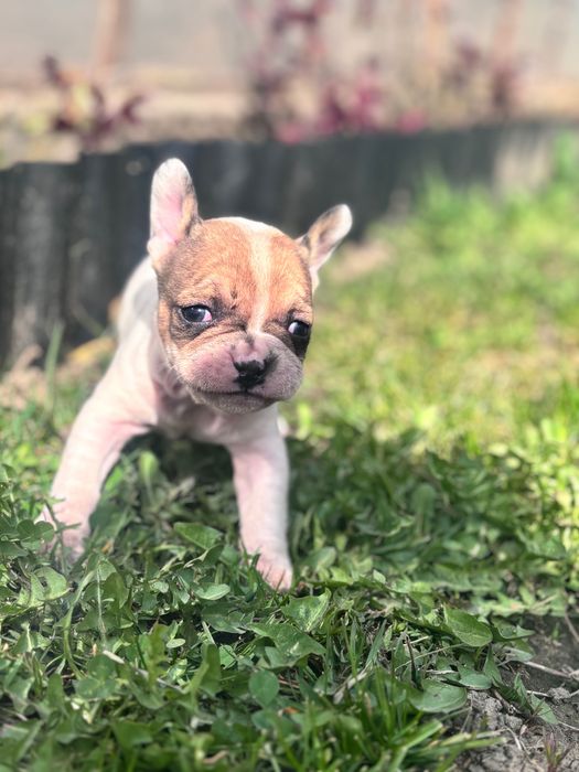 Френски булдог 200€