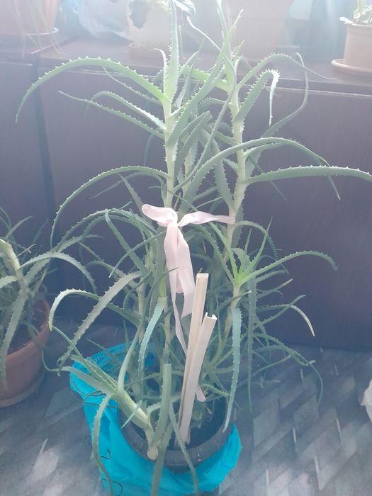 Продам лечебные цветы алоэ