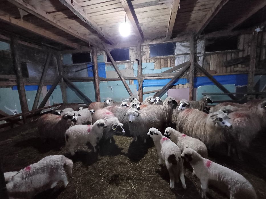 19 oi cu miei tinere și un berbec