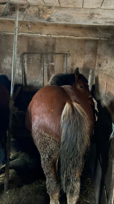 De vanzare o pereche de manzi