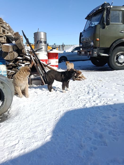 Отдам за хорошие руки шенки бесплотно