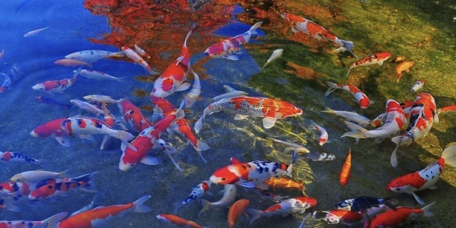 Кои рыба для пруда привазная