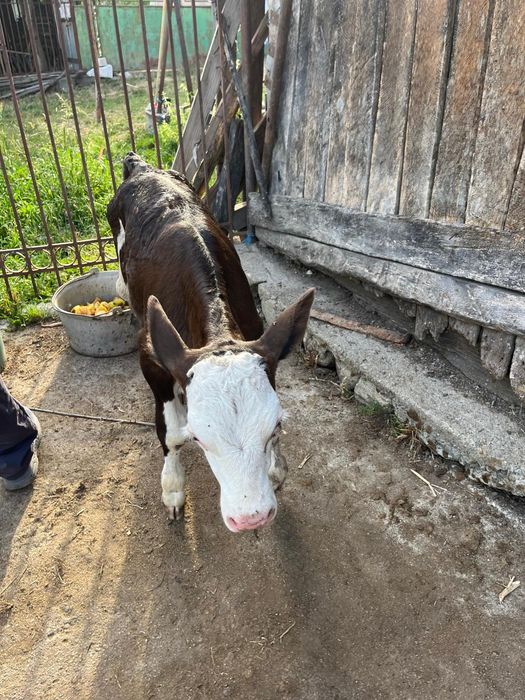 Vând vițea aproximativ 4 săptămâni